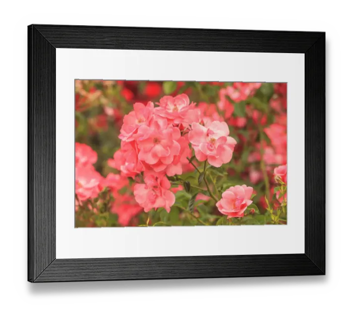 Framed Print : Portland Rose Garden, Portland, Oregon, USA Framed Print : Portland Rose Garden, Portland, Oregon, USA