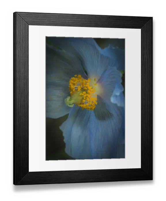 Framed Print : USA, Pennsylvania, Philadelphia. African blue poppy close-up Framed Print : USA, Pennsylvania, Philadelphia. African blue poppy close-up