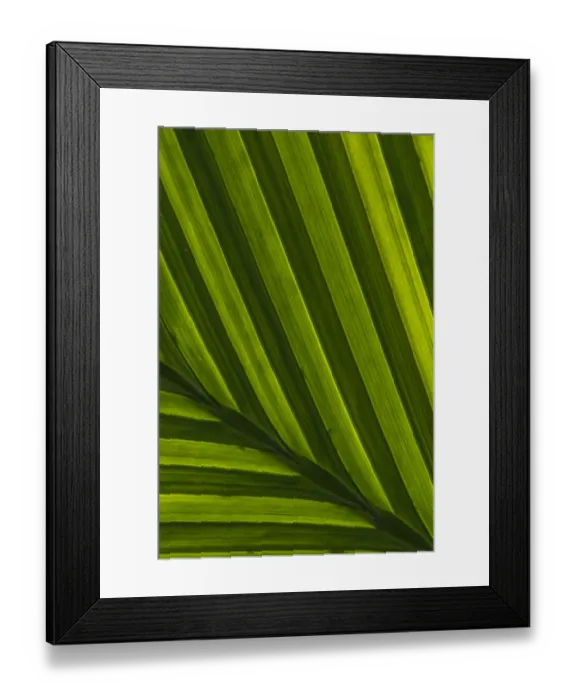 Framed Print : USA, Pennsylvania, Philadelphia. Leaf patterns close-up Framed Print : USA, Pennsylvania, Philadelphia. Leaf patterns close-up