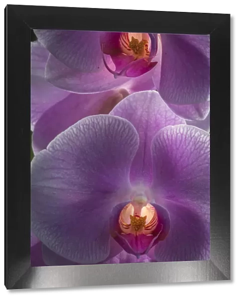 USA, Pennsylvania, Philadelphia. Orchids close-up