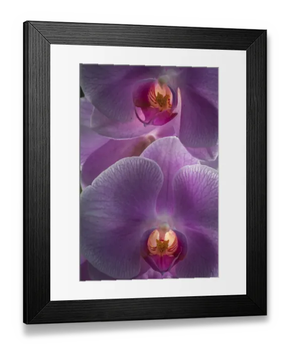 Framed Print : USA, Pennsylvania, Philadelphia. Orchids close-up Framed Print : USA, Pennsylvania, Philadelphia. Orchids close-up