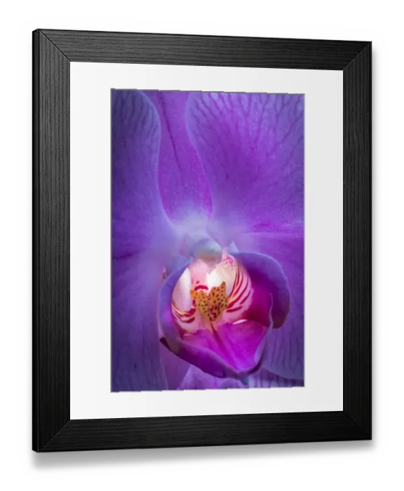Framed Print : USA, Pennsylvania, Philadelphia. Orchid close-up Framed Print : USA, Pennsylvania, Philadelphia. Orchid close-up