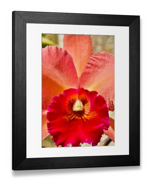Framed Print : USA, Pennsylvania, Kennett Square. Orchid Framed Print : USA, Pennsylvania, Kennett Square. Orchid