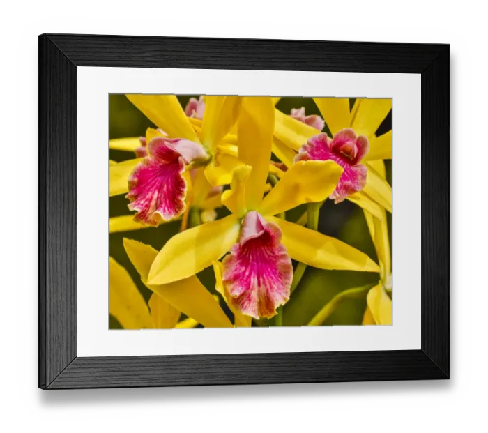 Framed Print : USA, Pennsylvania, Kennett Square. Orchid Framed Print : USA, Pennsylvania, Kennett Square. Orchid