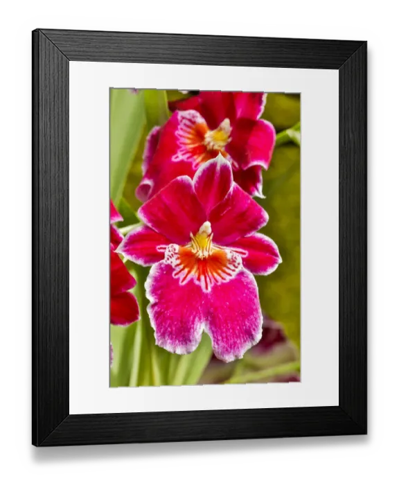Framed Print : USA, Pennsylvania, Kennett Square. Orchid