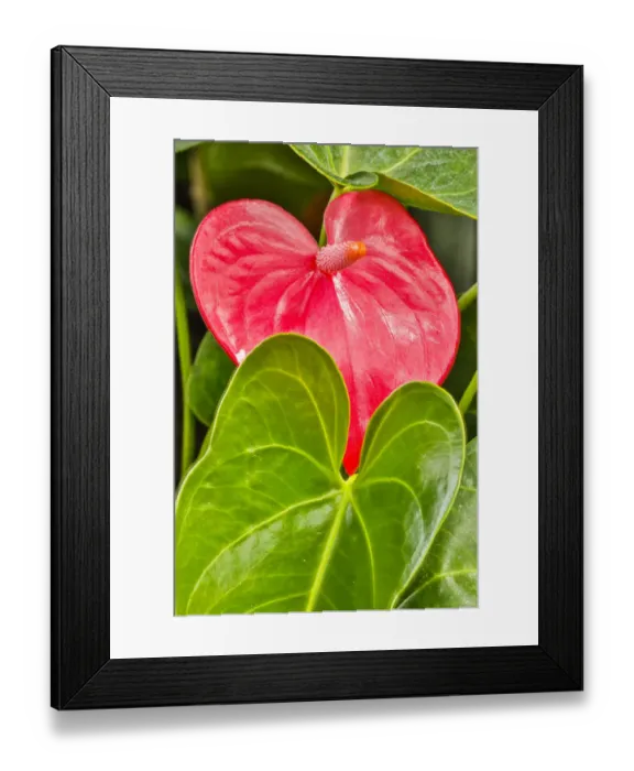 Framed Print : USA, Pennsylvania, Kennett Square. Red anthurium Framed Print : USA, Pennsylvania, Kennett Square. Red anthurium