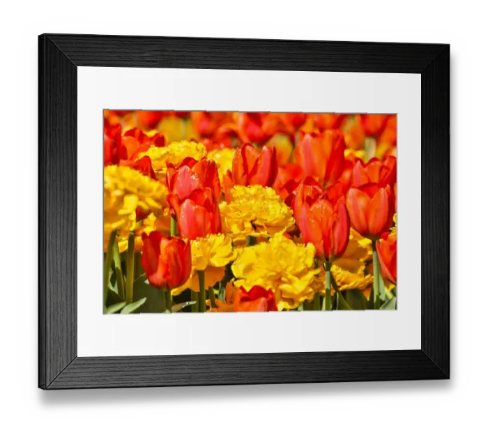 Framed Print : USA, Pennsylvania, Kennett Square. Tulips Framed Print : USA, Pennsylvania, Kennett Square. Tulips