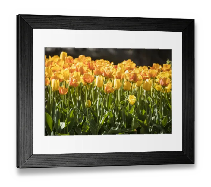 Framed Print : USA, Pennsylvania, Kennett Square. Tulips