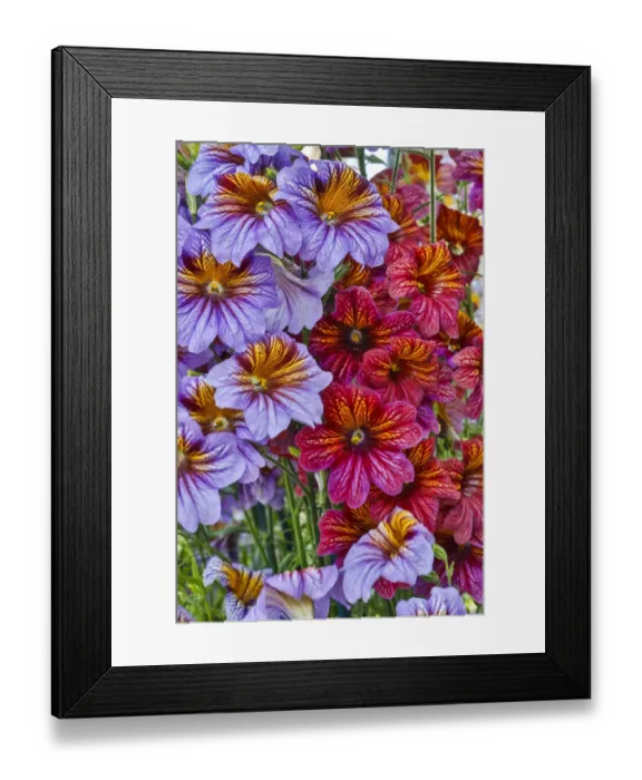 Framed Print : USA, Pennsylvania, Kennett Square. Painted tongue blossoms Framed Print : USA, Pennsylvania, Kennett Square. Painted tongue blossoms
