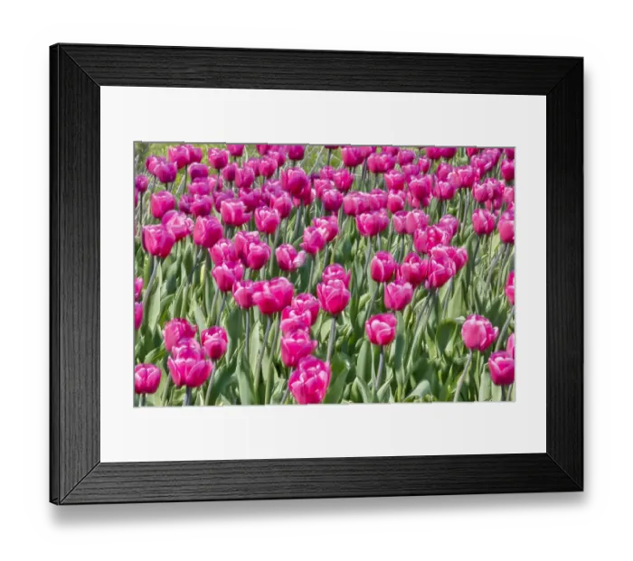 Framed Print : USA, Pennsylvania, Kennett Square. Pink tulips