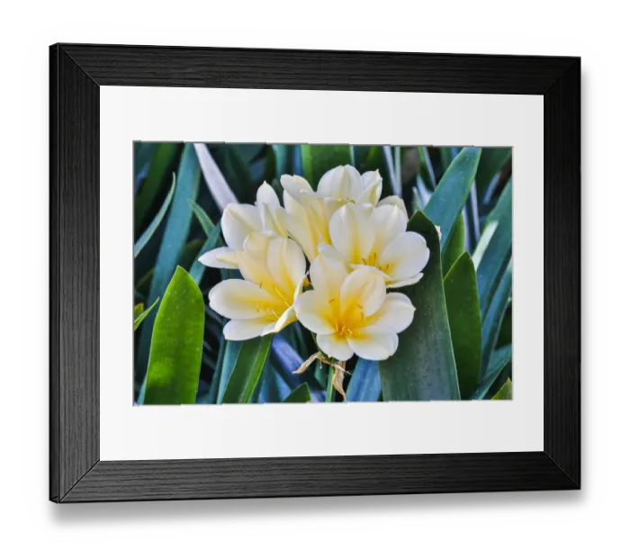 Framed Print : USA, Pennsylvania, Kennett Square. Clivia