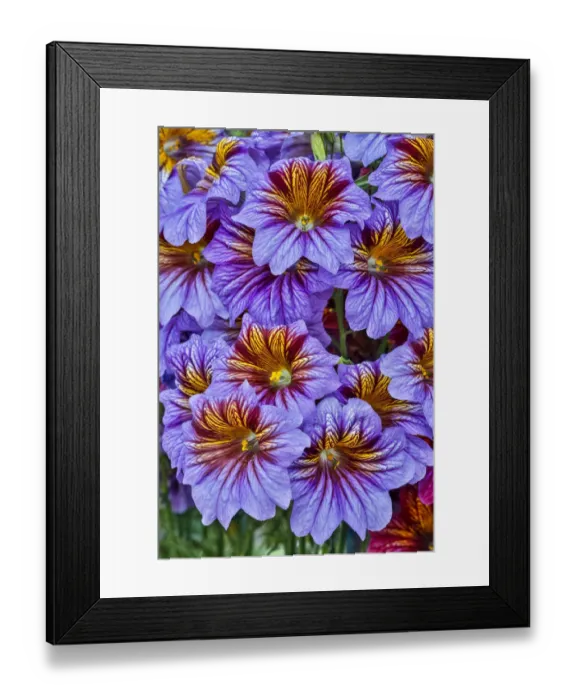 Framed Print : USA, Pennsylvania, Kennett Square. Painted tongue blossoms Framed Print : USA, Pennsylvania, Kennett Square. Painted tongue blossoms