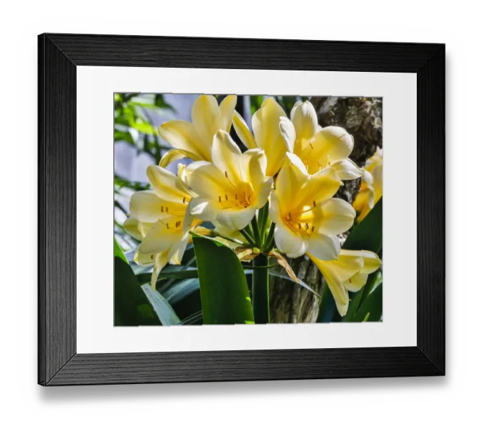 Framed Print : USA, Pennsylvania, Kennett Square. Clivia Framed Print : USA, Pennsylvania, Kennett Square. Clivia