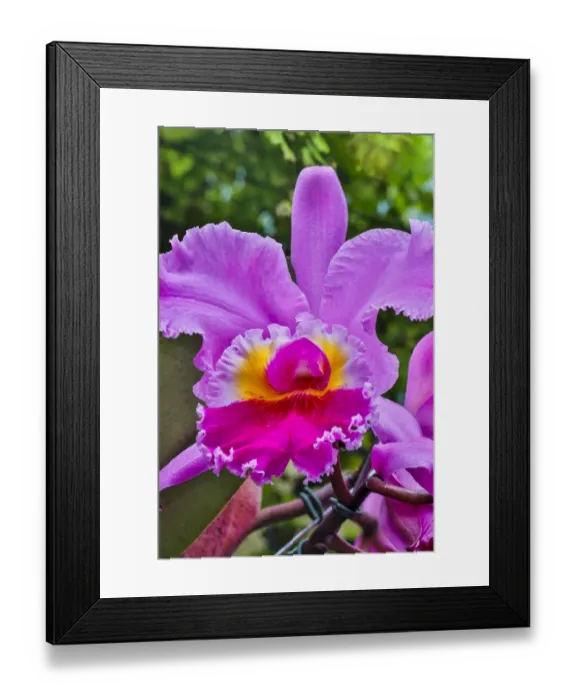Framed Print : USA, Pennsylvania, Kennett Square. Orchid