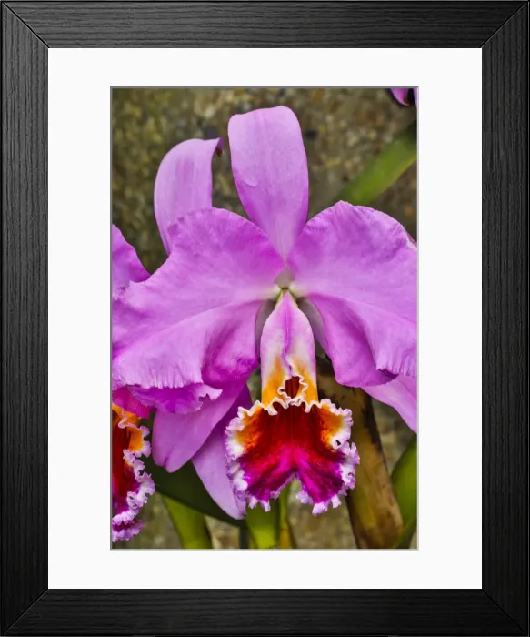 Framed Print : USA, Pennsylvania, Kennett Square. Orchid