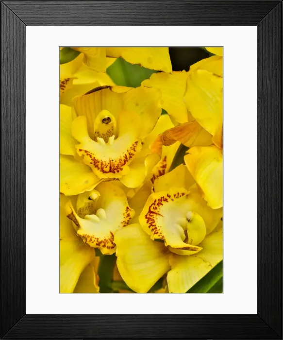 Framed Print : USA, Pennsylvania, Kennett Square. Orchid Framed Print : USA, Pennsylvania, Kennett Square. Orchid