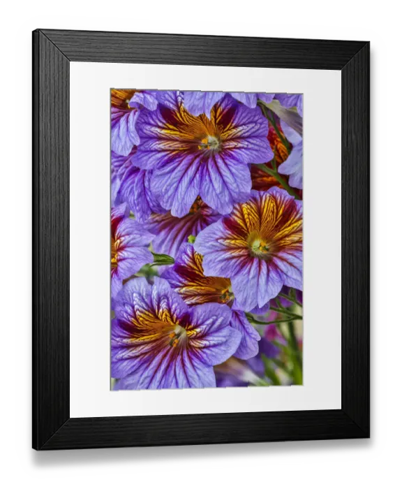 Framed Print : USA, Pennsylvania, Kennett Square. Painted tongue blossoms Framed Print : USA, Pennsylvania, Kennett Square. Painted tongue blossoms