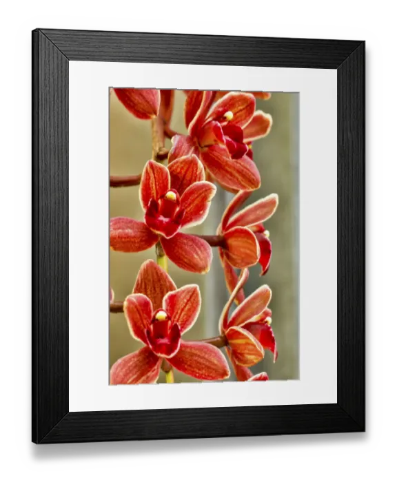 Framed Print : USA, Pennsylvania, Kennett Square. Orchid Framed Print : USA, Pennsylvania, Kennett Square. Orchid