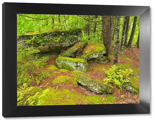Canada, Quebec, Val-Jalbert. Forest and moss-covered rocks