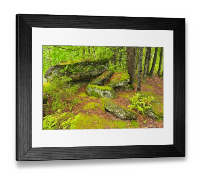 Framed Print : Canada, Quebec, Val-Jalbert. Forest and moss-covered rocks Framed Print : Canada, Quebec, Val-Jalbert. Forest and moss-covered rocks