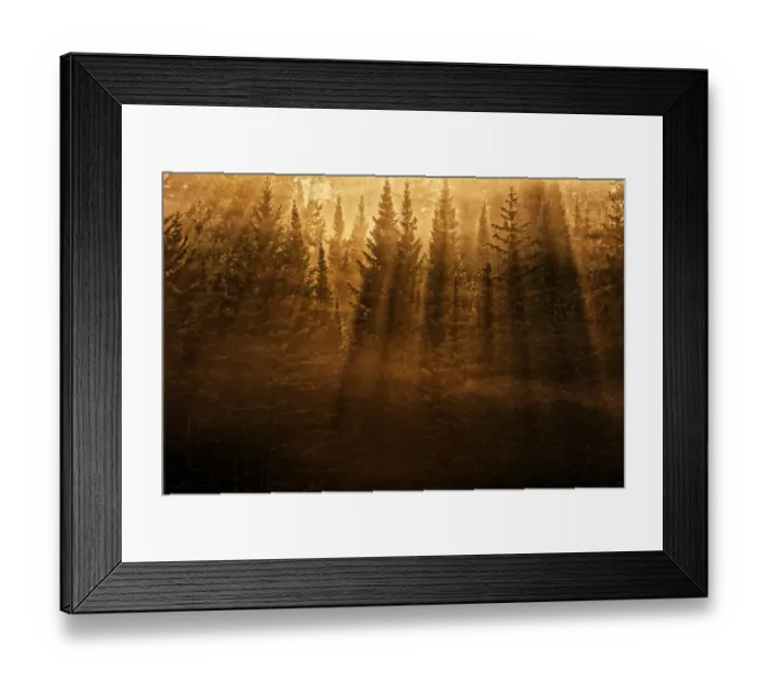 Framed Print : Canada, Ontario, Kenora. Backlit tree shadows at sunrise Framed Print : Canada, Ontario, Kenora. Backlit tree shadows at sunrise