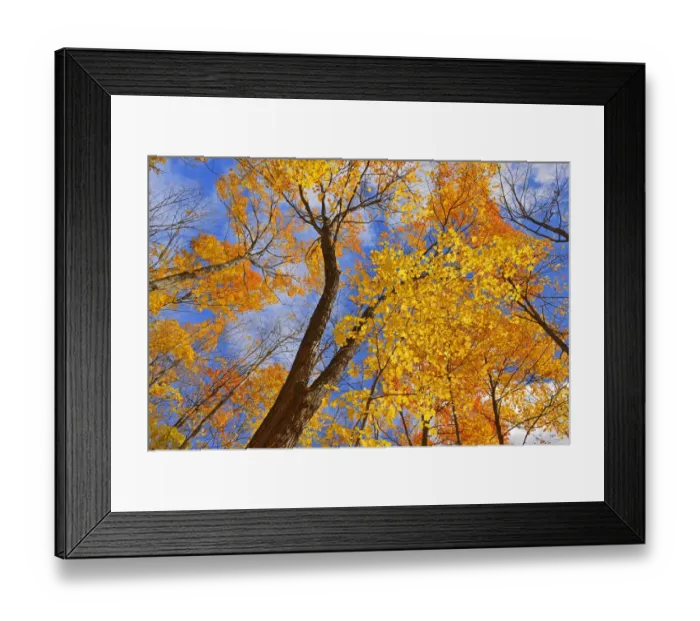 Framed Print : Canada, Ontario, Parry Sound. Sugar maple trees in autumn