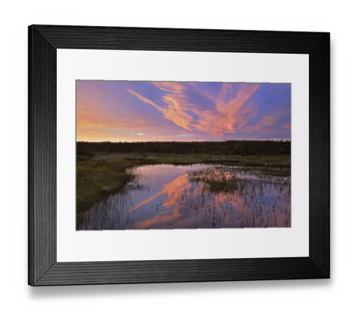 Framed Print : Canada, Newfoundland, Belburns. Sunrise reflected in wetland