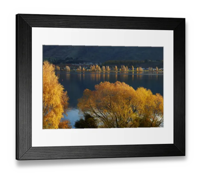 Framed Print : Willow and poplar trees in autumn, Lake Wanaka, Otago, South Island, New Zealand Framed Print : Willow and poplar trees in autumn, Lake Wanaka, Otago, South Island, New Zealand