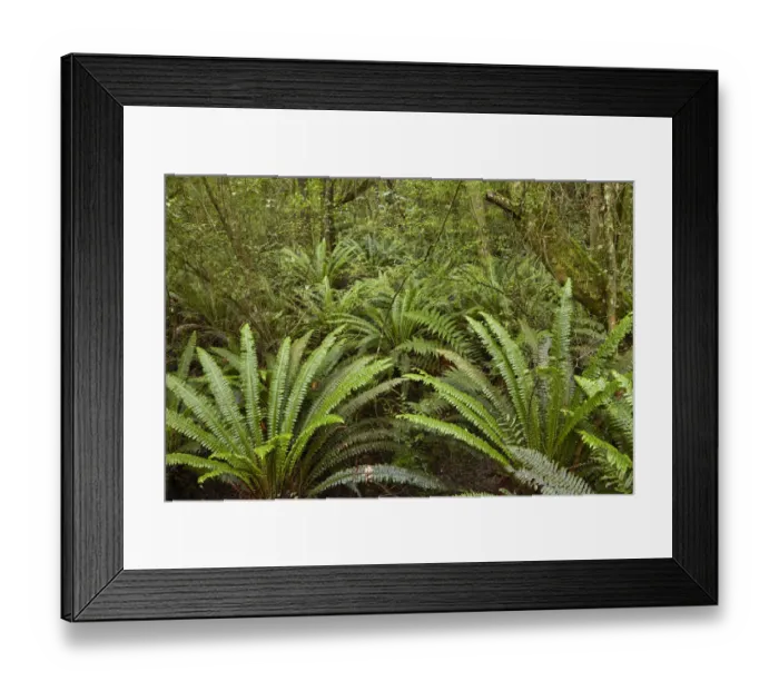 Framed Print : Ferns, Seaward Bush Reserve, Invercargill, Southland, South Island, New Zealand Framed Print : Ferns, Seaward Bush Reserve, Invercargill, Southland, South Island, New Zealand