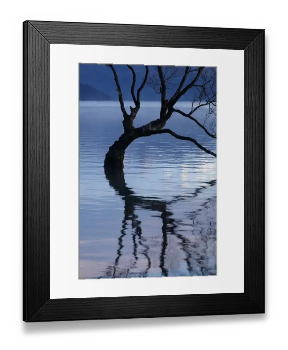 Framed Print : That Wanaka Tree reflected in Lake Wanaka, Otago, South Island, New Zealand