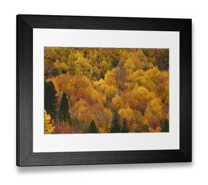 Framed Print : Autumn colors, Arrowtown, near Queenstown, Otago, South Island, New Zealand Framed Print : Autumn colors, Arrowtown, near Queenstown, Otago, South Island, New Zealand