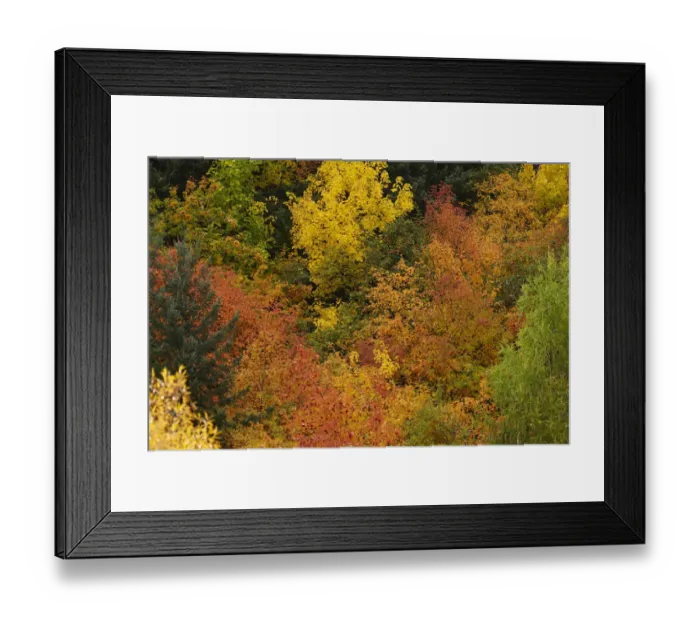 Framed Print : Autumn trees, Arrowtown, near Queenstown, Otago, South Island, New Zealand Framed Print : Autumn trees, Arrowtown, near Queenstown, Otago, South Island, New Zealand