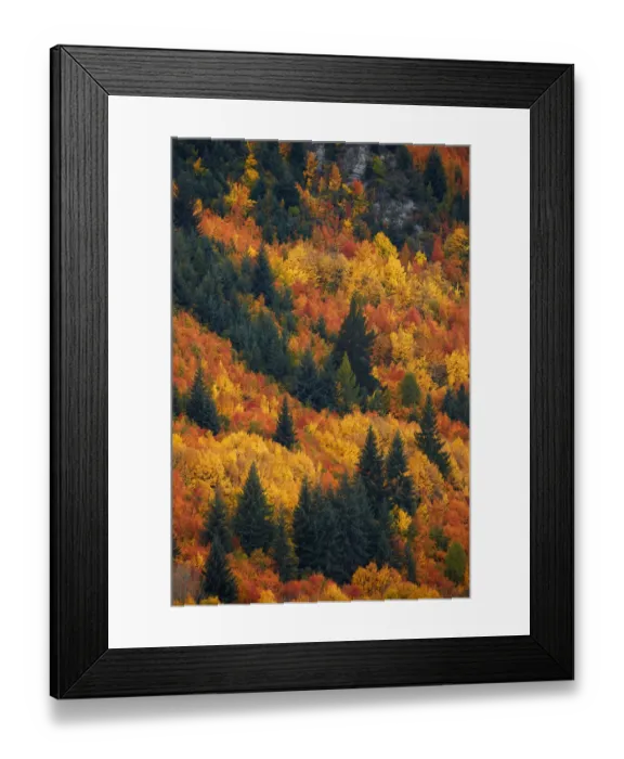 Framed Print : Autumn trees, Arrowtown, near Queenstown, Otago, South Island, New Zealand Framed Print : Autumn trees, Arrowtown, near Queenstown, Otago, South Island, New Zealand