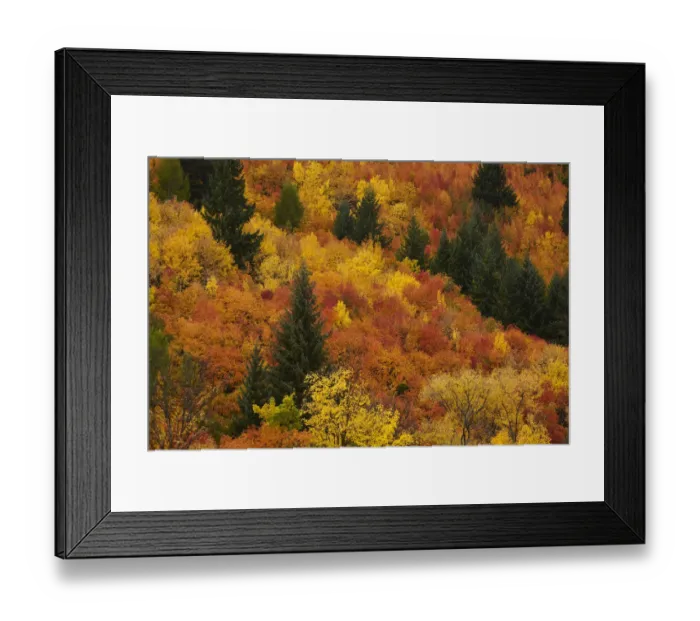 Framed Print : Autumn trees, Arrowtown, near Queenstown, Otago, South Island, New Zealand Framed Print : Autumn trees, Arrowtown, near Queenstown, Otago, South Island, New Zealand