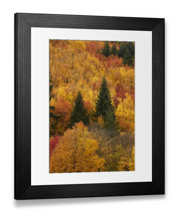Framed Print : Autumn trees, Arrowtown, near Queenstown, Otago, South Island, New Zealand Framed Print : Autumn trees, Arrowtown, near Queenstown, Otago, South Island, New Zealand