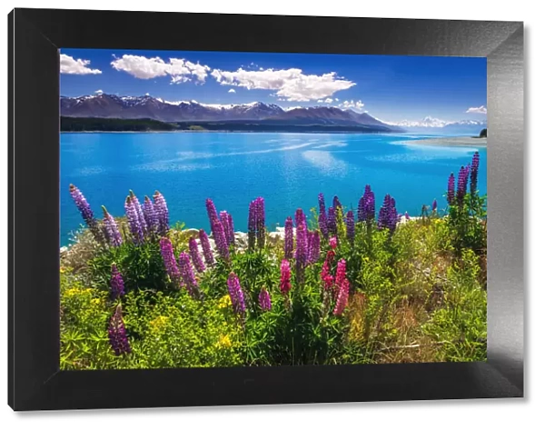 Wildflowers at Lake Pukaki in the Southern Alps, Canterbury, South Island, New Zealand