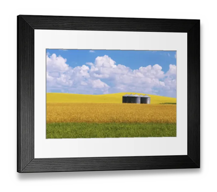 Framed Print : Canada, Manitoba, Bruxelles. Grain bins amid wheat and canola crops Framed Print : Canada, Manitoba, Bruxelles. Grain bins amid wheat and canola crops