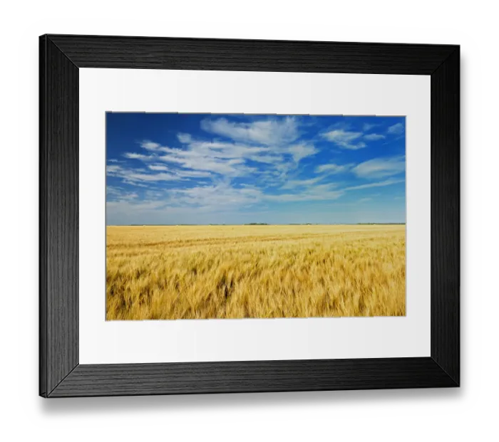 Framed Print : Canada, Manitoba, Myrtle. Crop field of two-row barley