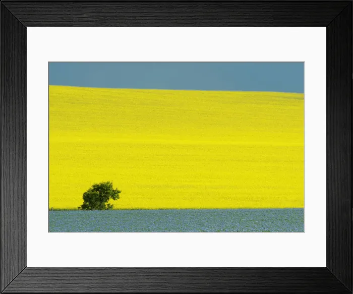 Framed Print : Canada, Manitoba, Treherne. Canola and flax crops Framed Print : Canada, Manitoba, Treherne. Canola and flax crops