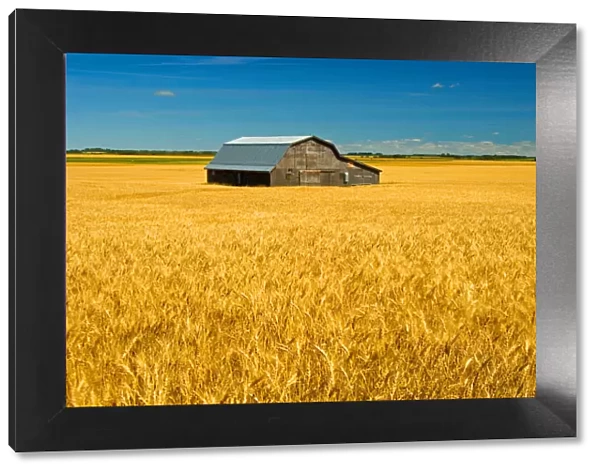 Canada, Manitoba, Holland. Barn and wheat field