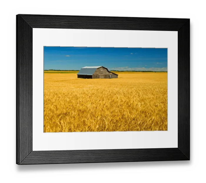Framed Print : Canada, Manitoba, Holland. Barn and wheat field Framed Print : Canada, Manitoba, Holland. Barn and wheat field
