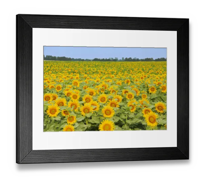 Framed Print : Canada, Manitoba, Dugald. Crop of sunflowers Framed Print : Canada, Manitoba, Dugald. Crop of sunflowers