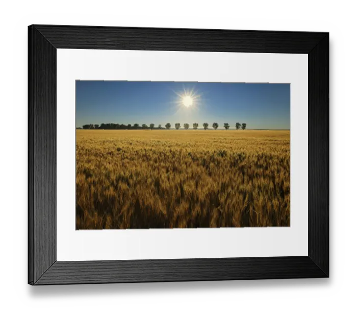 Framed Print : Canada, Manitoba, Starbuck. Sunrise on wheat crop