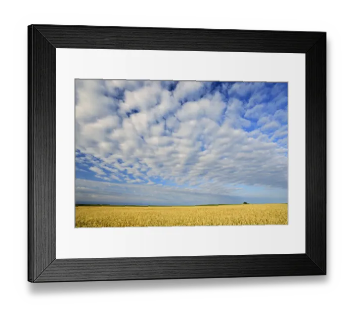 Framed Print : Canada, Manitoba, Holland. Wheat crop and clouds