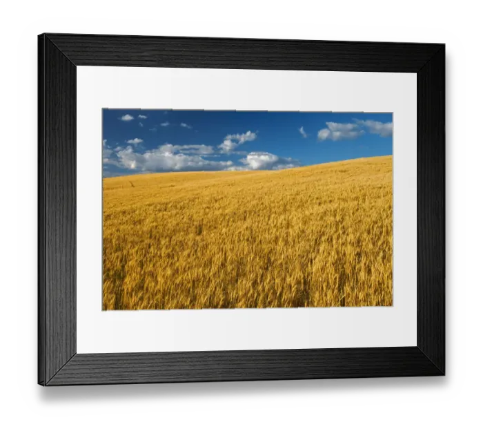 Framed Print : Canada, Manitoba, Swan Lake. Mature winter wheat crop Framed Print : Canada, Manitoba, Swan Lake. Mature winter wheat crop
