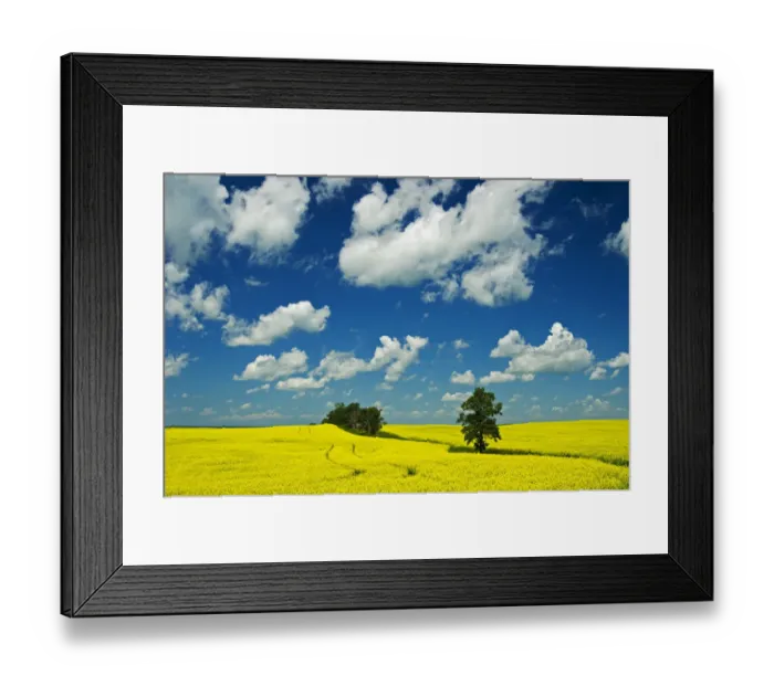 Framed Print : Canada, Manitoba, Rathwell. Trees and canola crop