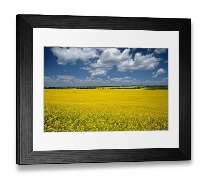 Framed Print : Canada, Manitoba, Bruxelles. Blooming crop of canola Framed Print : Canada, Manitoba, Bruxelles. Blooming crop of canola