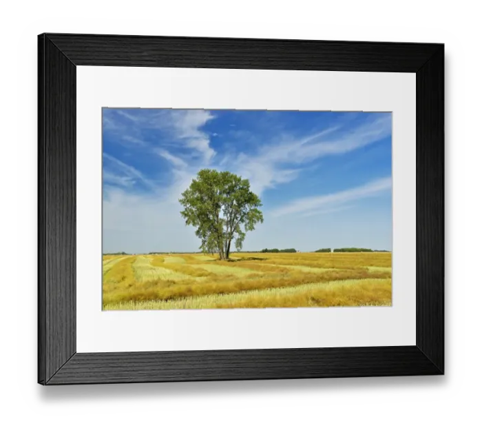 Framed Print : Canada, Manitoba, Dugald. Cottonwood tree in canola crop field Framed Print : Canada, Manitoba, Dugald. Cottonwood tree in canola crop field