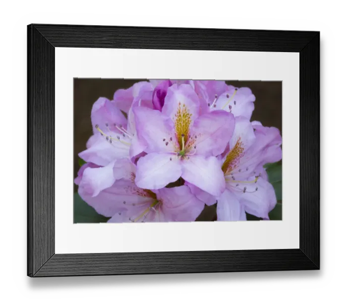 Framed Print : Washington State, Rhody close-up Framed Print : Washington State, Rhody close-up