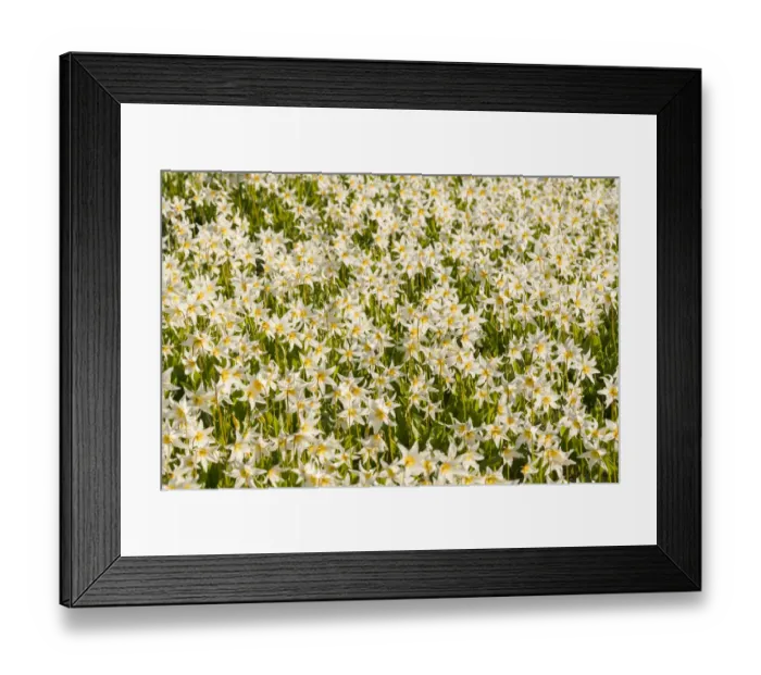 Framed Print : USA, Washington State. Pattern of Avalanche Lily (Erythronium montanum) in subalpine